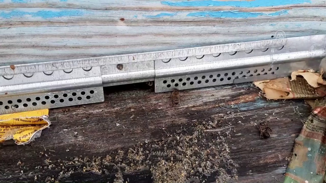 'Kara kış'ı kar altında geçiren 'Kafkas arısı' bal verimini artırıyor - ARDAHAN