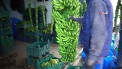 Okullarda muz tüketimine üreticilerden tam destek