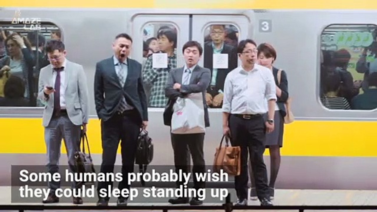 Sperm Whales Snooze Vertically in Jaw-Dropping Images