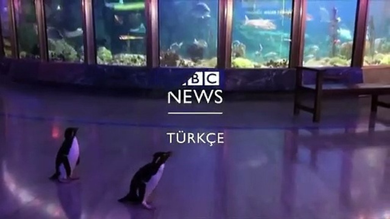 Koronavirüs nedeniyle ziyaretçilere kapanan akvaryumu penguenler gezdi