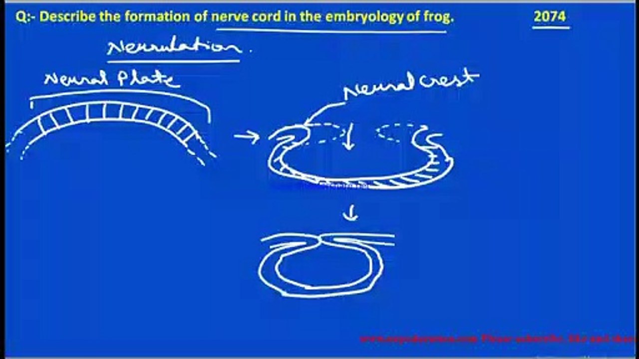 Neurulation, Formation of nervous system in frog, neural crest cell, Formation of brain and spinal cord in frog, Embryology, Developmental Biology