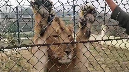 इटावा: सफारी पार्क 31 मार्च तक रहेंगा बंद