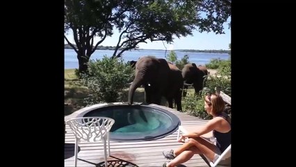 Regardez qui vient vider la piscine de ce lodge au Zimbabwe