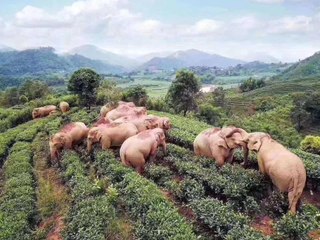 Des éléphants ivres à cause du vin de maïs !