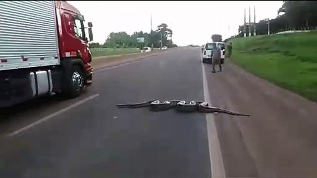 Traffic halts as Giant Anaconda Crosses Road in Brazil; Video Goes Viral