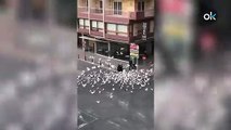 Las palomas de Benidorm acosan a vecinas con carros de la compra tras quedarse sin comida por el coronavirus