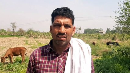 शामली:  गौशालाएं खुलने के बाद भी आवारा घूम रहे हैं गोवंश