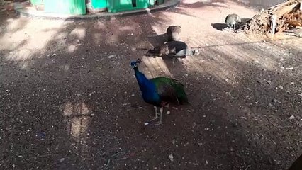 Rarely Found Indian Peafowl In Zoo