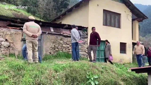 Mother bear abandons newborn cubs after giving birth to them in Indian house