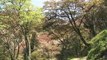 （たおやかインターネット放送）日本のサクラJapanese cherry tree