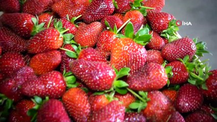 Koronavirüs Salgını, Koruyucu Kabuğu Olmayan Çileği Vurdu