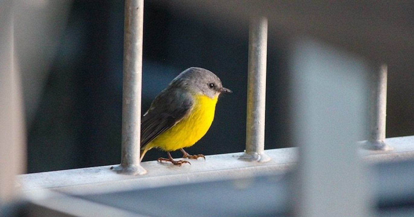 « Confinés mais aux aguets », quand la LPO lance un défi ludique aux Français en pleine période de confinement