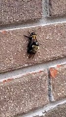 Bees Getting Busy