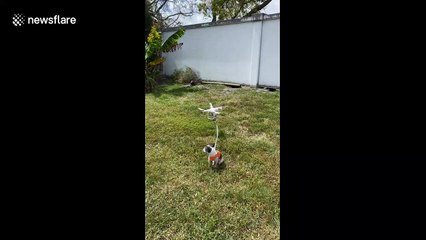 Fail! Dog in Florida is not having his walks with a drone amid coronavirus fears