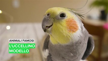 Animali famosi: l'uccellino modello