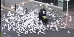 Viral: una bandada de palomas hambrientas acosa a una pobre anciana y a su carrito de la compra