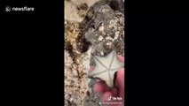 'It's the little things that matter': Aussie gives life lesson while tossing starfish back into sea