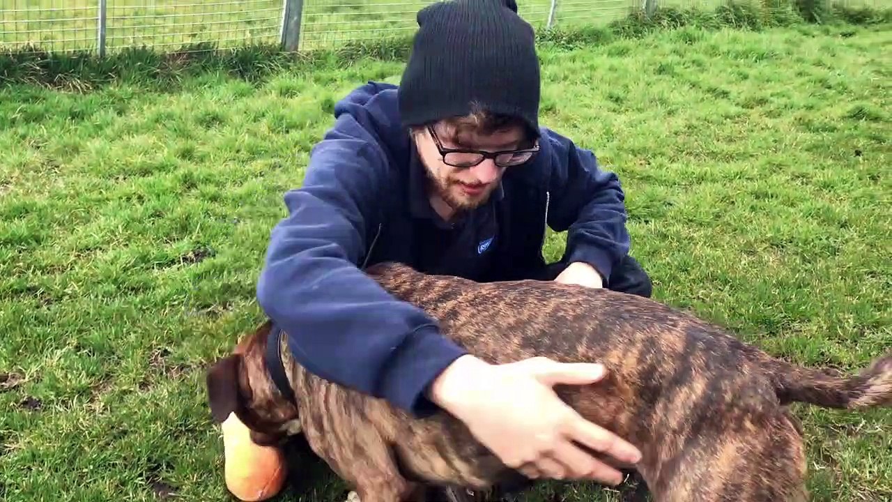 Buster RSPCA Chesterfield