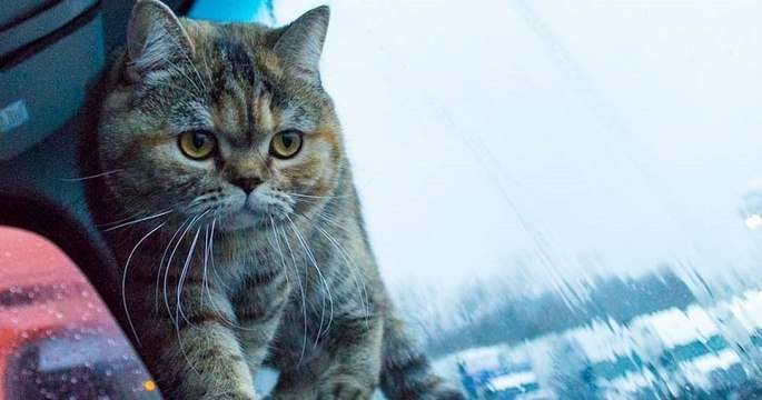 Cette chatte voyage dans un camion et traverse 42 États des États-Unis