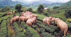 Chine : des éléphants s'enivrent dans un champ de vin de maïs déserté par les humains