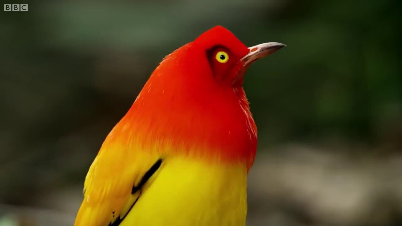 The Bowerbird's Grand Performance.