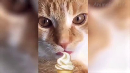 Chats et chiens les plus drôles - Animaux de compagnie drôles impressionnants