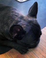 Кейт Бекинсейл (Kate Beckinsale) боится своей озабоченной собаки