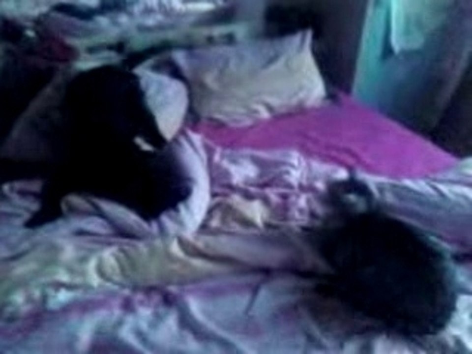 sassy et shadow 4