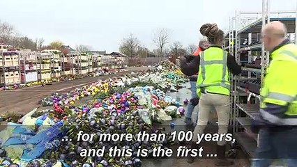 Coronavirus: '70 to 80%' of Dutch flower production destroyed