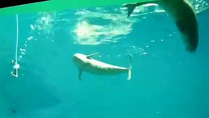 Ces dauphins viennent respirer l'air de ce tuyau dans l'aquarium