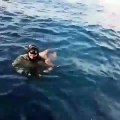 Un poulpe amoureux d'un plongeur ne veut plus le lâcher