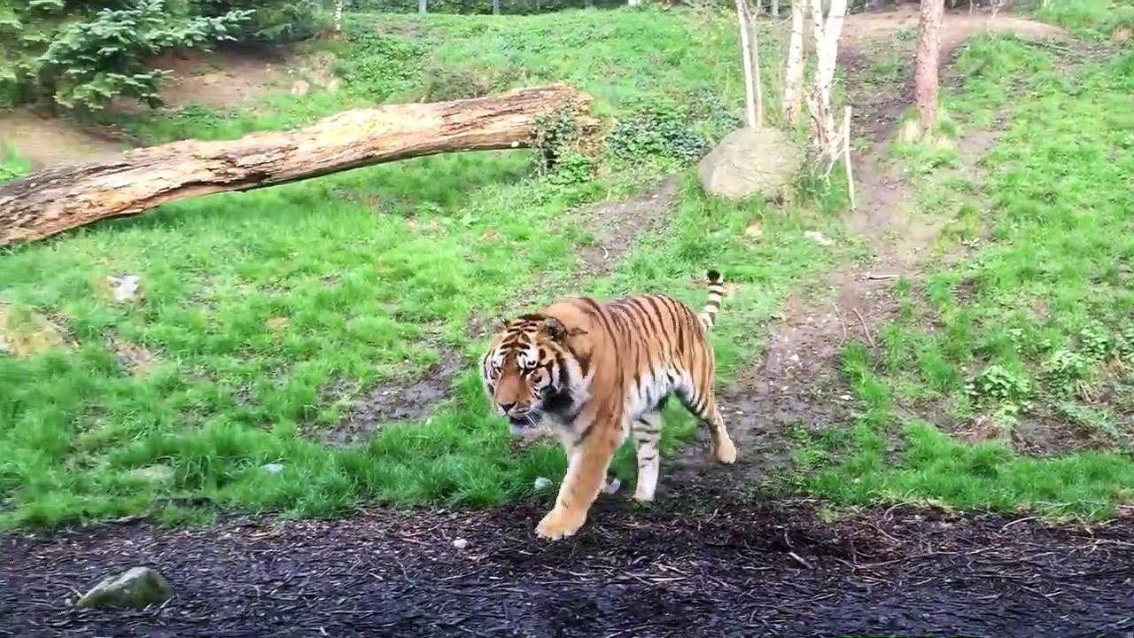 On appelle ça un réveil musclé façon tigre