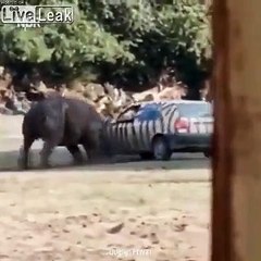Ce touriste se fait retourner la voiture par un Rhinocéros !