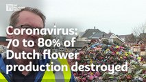 Coronavirus: 70 to 80% of Dutch flower production destroyed