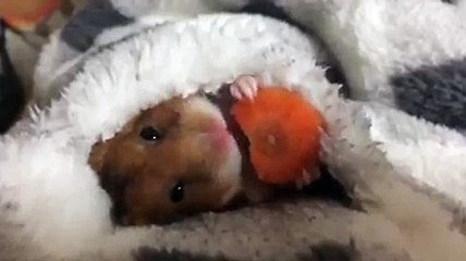 حال الشباب في الشتاء