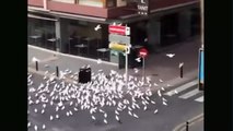 Colony of seagulls praying on an elderly shopper in coronavirus-stricken Spain