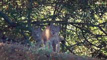 Dehesa el bosque del lince ibérico Película