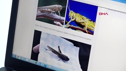 VAN Prof. Dr. Aslan Bizim bölgemizde de tahribata yol açan çekirge türleri var