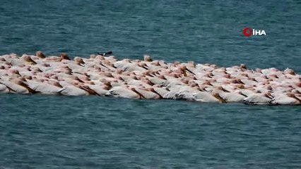 Pelikanlar Mersin'de göç molası verdi
