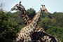 Safari-croisière en Afrique Australe : 4 minutes en vidéo au milieu des animaux