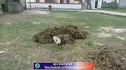 Khawateen keleye Mardo ka Jagherna, Abad se Azal Tak Jari Rahe ga.