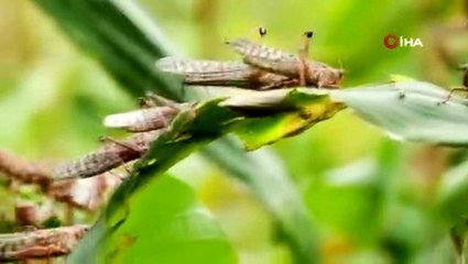 Afrika'dan gelen çöl çekirgeleri 25 milyon insanı tehdit ediyor