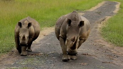 African black rhino population shows ‘modest’ increase