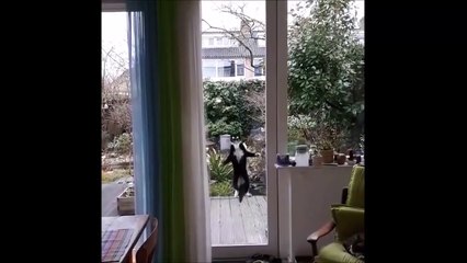 Hilarant : ce chat veut absolument rentrer chez lui