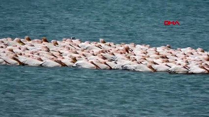 MERSİN Göçmen pelikanlar Erdemli sahilinde mola verdi