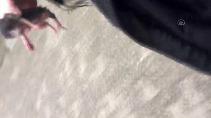 Yavru kediyi kalp masajıyla hayata döndürdü