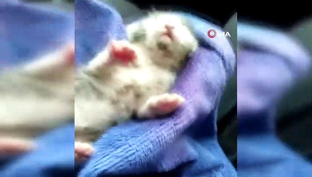 Zonguldak'ta yürek ısıtan görüntü...Yavru kediyi suni teneffüs ve kalp masajı yaparak kurtardı