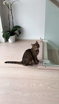 Cat Trying to Jump and Climb Ends up Funnily Sliding Down on