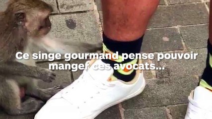Ce singe veut manger les avocats dessinés sur les chaussettes