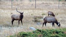 Colorado Elk Rut - Rocky Mountain National Park_HD